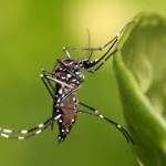 Mosquito.jpeg