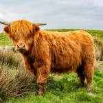 Cow.jpeg