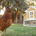 Urban Chickens.jpeg