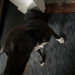 IMG_0200.jpeg