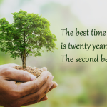 Shade Tree Image 2.png