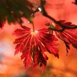 leaves-5705990_1280.jpeg
