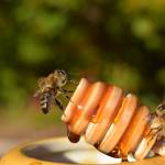 Honey Bee Day.jpeg