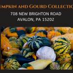Pumpkins and Gourd Collection.jpeg