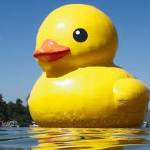 Worlds Largest Rubber Duck.jpeg