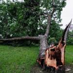 tree down.jpeg