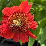 IMG_0596.jpeg