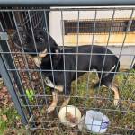 Lost Dog(2) 5-21-26.jpeg