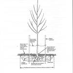 Tree plant diagram.jpeg