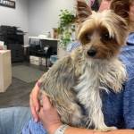 Yorkie.jpeg