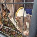 lost dog 3 2-29.jpeg