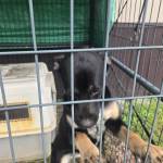 Lost Dog 5-21-26.jpeg