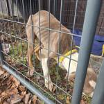 lost dog 2 2-29.jpeg