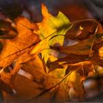 oak-leaves-3832626.jpeg