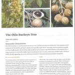Buckeye tree info.jpeg